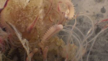 Media type: image;   Invertebrate Zoology 153120 Description: live specimen;